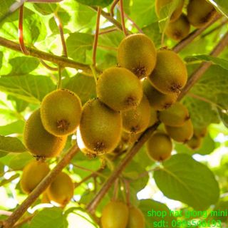 hạt giống kiwi