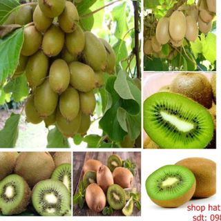 hạt giống kiwi