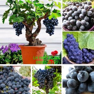 Hạt giống nho lùn gói 10 hạt