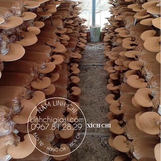 Nấm linh chi đỏ 01kg - Cung cấp sỉ nấm linh chi