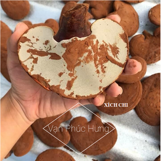Nấm linh chi đỏ 01kg - Cung cấp sỉ nấm linh chi