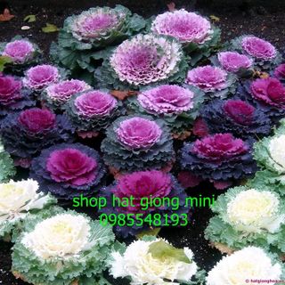 hạt giống hoa bắp cải gói 10 hạt