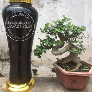 Bào tử nấm Hồng chi 100gr - Vanphuchung