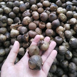 TỎI ĐEN SƠN LA