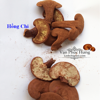 Nấm Hồng Chi 01kg - Cung cấp sỉ Hồng chi