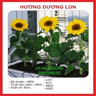 hạt giống dướng dương lùn gói 30 hạt