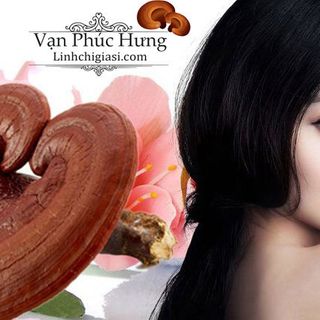 Bột nấm linh chi 01kg - Cung cấp sỉ bột nấm linh chi