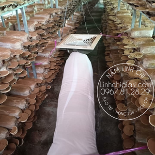 Bào tử nấm linh chi 100gr - Vanphuchung