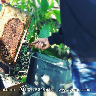 Mật ong chín hoa mộc GUMOC chai thủy tinh 500ml