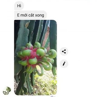 BAO TAY VUỐT TAI THANH LONG