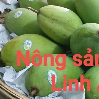 Xoài cát Hòa Lộc