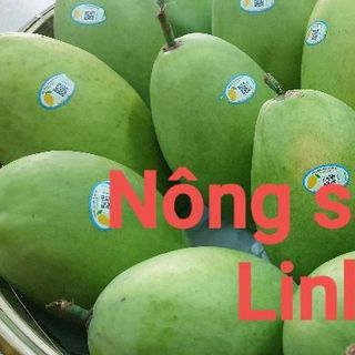 Xoài cát Hòa Lộc