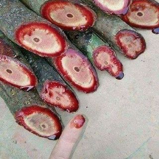 CỎ MÁU
