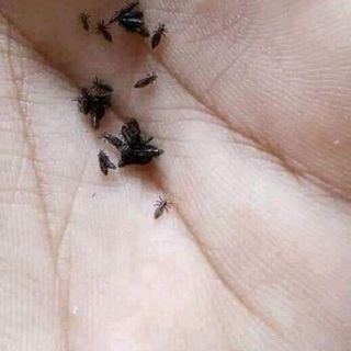 DẦU GỘI ĐẦU TRỊ CHẤY