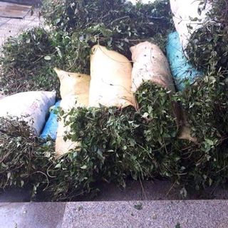 Sỉ Cao lá vằng