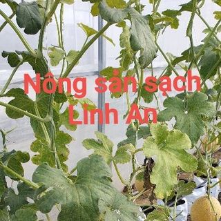 Dưa lưới tròn Hà Lan