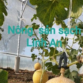 Dưa lưới tròn Hà Lan