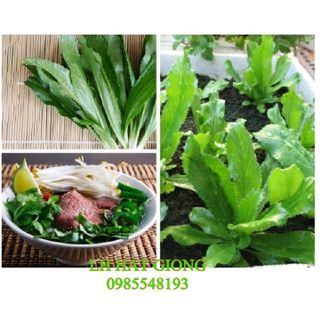 Hạt giống ngò gai gói 2gr