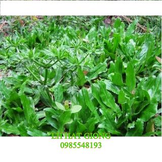 Hạt giống ngò gai gói 2gr