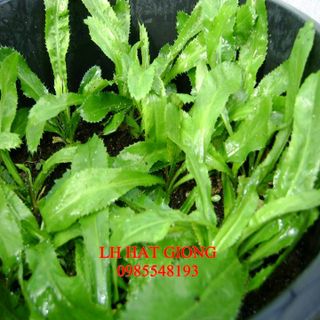 Hạt giống ngò gai gói 2gr