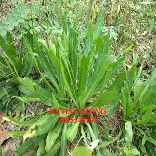 Hạt giống ngò gai gói 2gr