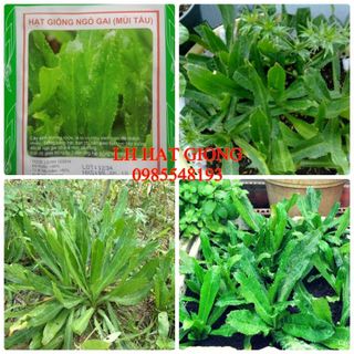 Hạt giống ngò gai gói 2gr