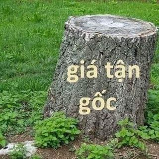 TRÀ CHÙM NGÂY XẠ ĐEN LINH CHI