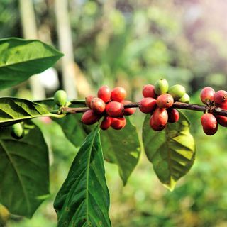 Cà phê nguyên chất Arabica – Hạt rang mộc - HOÀNG KHANG Coffee Roastery