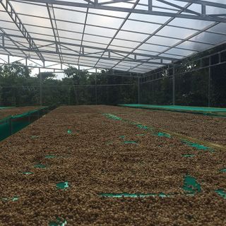 Cà phê nguyên chất Arabica – Hạt rang mộc - HOÀNG KHANG Coffee Roastery