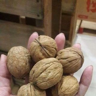 oc chó mỹ