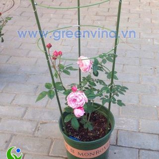 Giá đỡ hoa hồng 15m