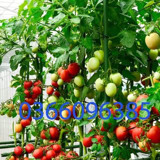 Sào cọc cắm cho cây leo