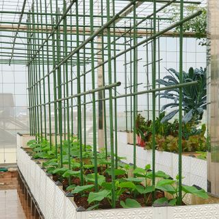 Sào cọc cắm cho cây leo