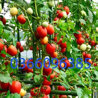 Sào cọc cắm cho cây leo