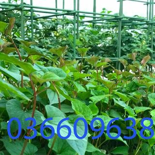 Sào cọc cắm cho cây leo