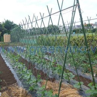 Lưới cho cây leo
