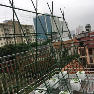 Lưới cho cây leo