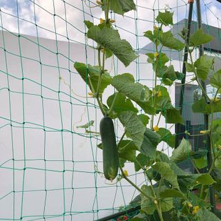 Lưới cho cây leo