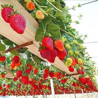 Dâu tây Đà Lạt nhập tươi mỗi ngày tại Đà Lạt Giao Toàn Quốc