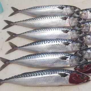 Cá sapa NAUY - SIZE 400-600 VÙNG BIỂN FAO 27 xưởng Anh đánh bắt giá sỉ