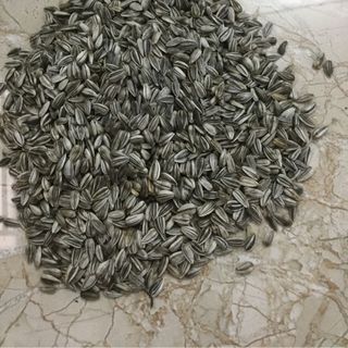 Hạt Giống Hướng dương Thailand