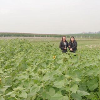 Hạt Giống Hướng dương Thailand