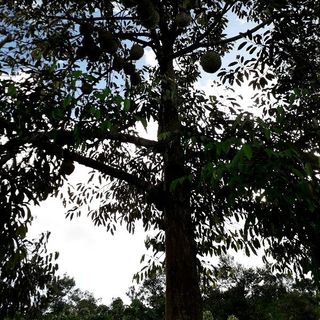 Sầu riêng Ri6