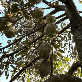 Sầu riêng Ri6