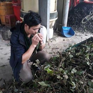 1kg lá tắm dân tộc Dao đỏ