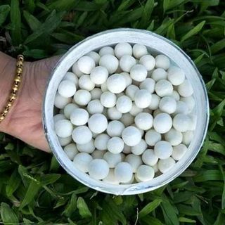 Viên nghệ đen TNBK