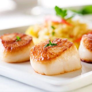 CỒI SÒ ĐIỆP SIZE LỚN