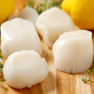 CỒI SÒ ĐIỆP SIZE LỚN
