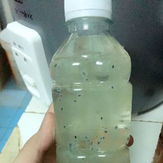 Sâm giải khát nhà làm
