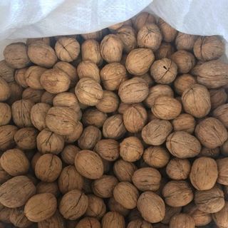 Óc chó Mỹ